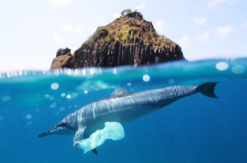 golfinho com saco de plástico
