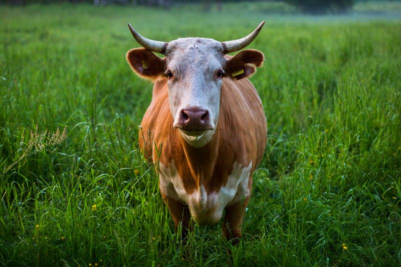 Vaca pode tornar-se o maior mamífero terrestre se humanos continuarem a causar extinções