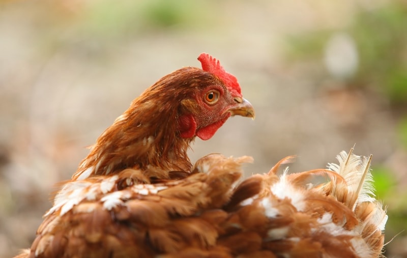 Frango com plástico a acompanhar? Cientistas descobrem microplásticos em galinhas