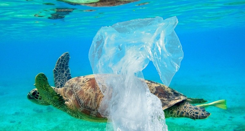 Quer proteger os oceanos e a vida marinha? Deixe de usar estes 10 produtos de plástico