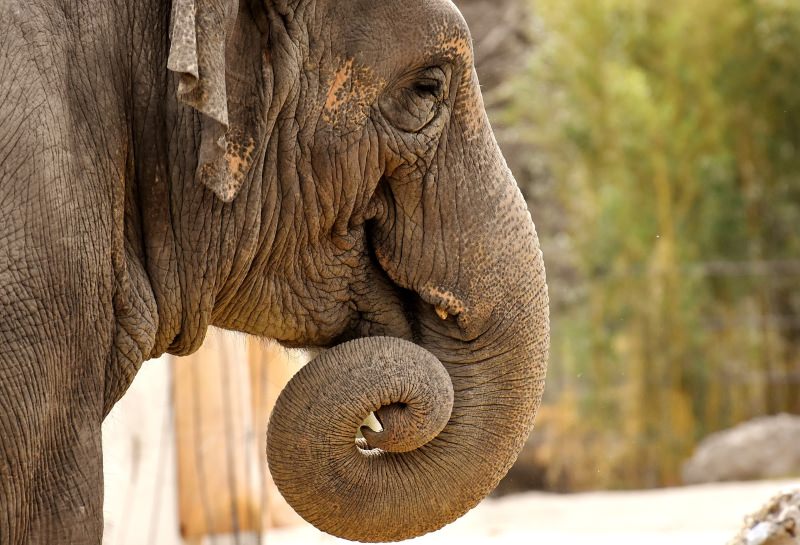 Europa vai ter o seu primeiro santuário para elefantes do circo