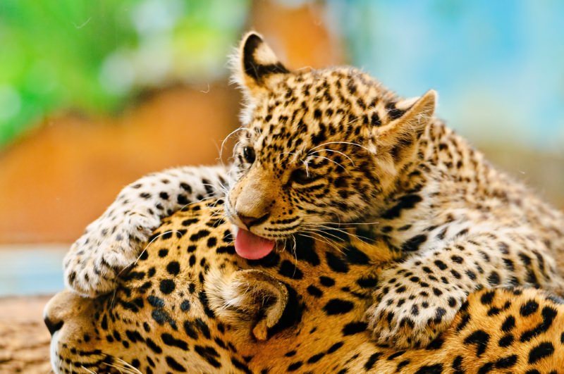 cria de jaguar brinca com a progenitora