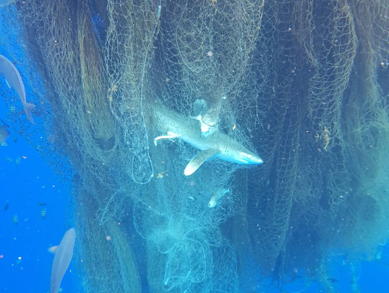 Centenas de tubarões e peixes encontrados mortos em rede de pesca à deriva no mar