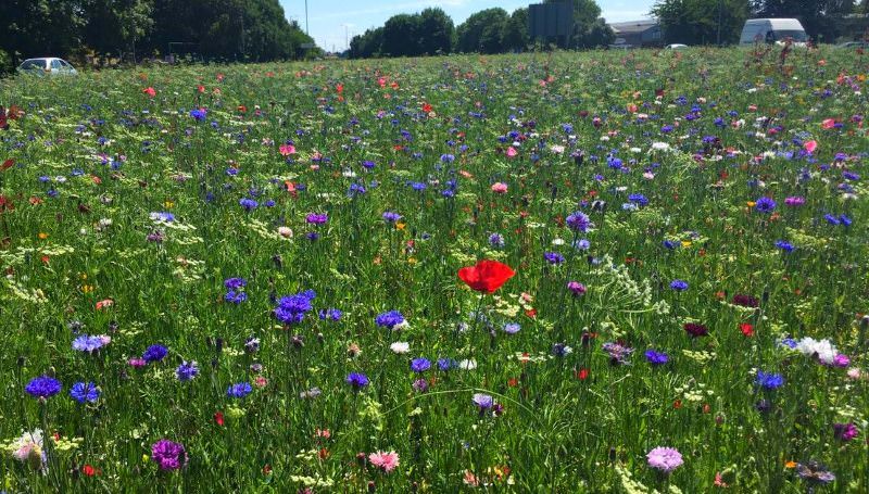 Cidade inglesa substitui relva por flores silvestres nas bermas das estradas