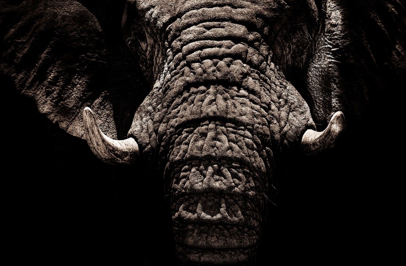 elefante com presas de marfim em destaque