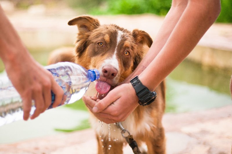 Cão a beber água