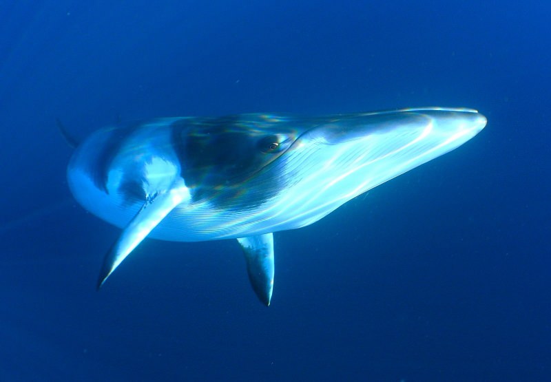 Caça às baleias-anãs na Islândia chega ao fim mais cedo este ano
