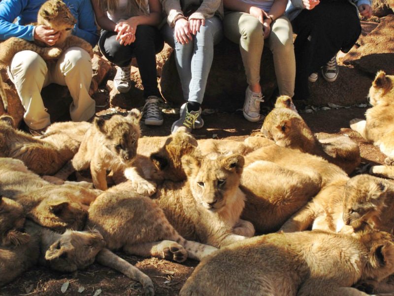 Muitas crias de leão aos pés de um grupo de turistas. Um dos filhotes está ao colo de um turista.