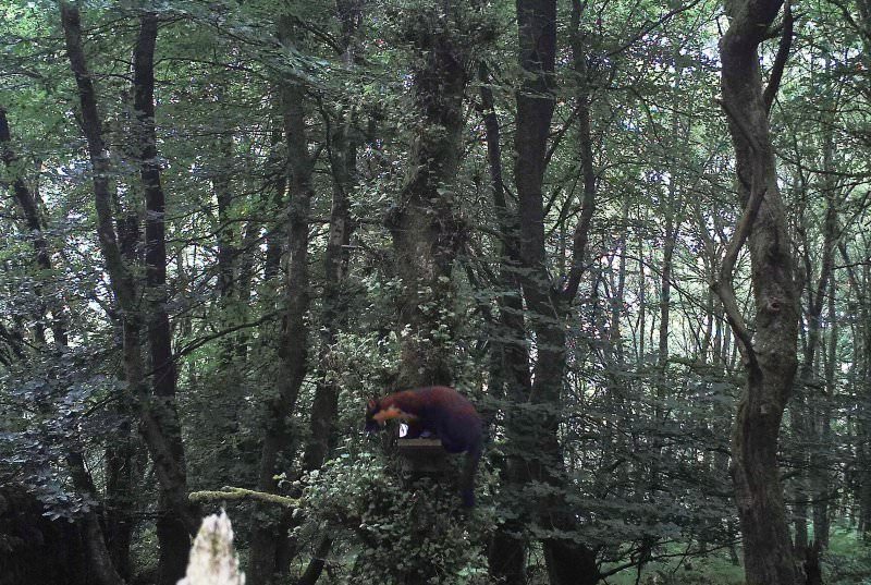 marta na floresta de Kielder