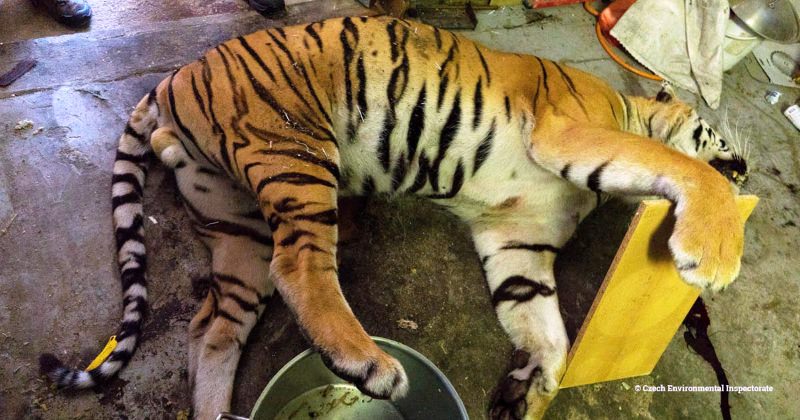 Polícia descobre sinistro matadouro de tigres na República Checa