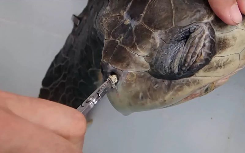 Palhinha de plástico presa na narina de uma tartaruga marinha