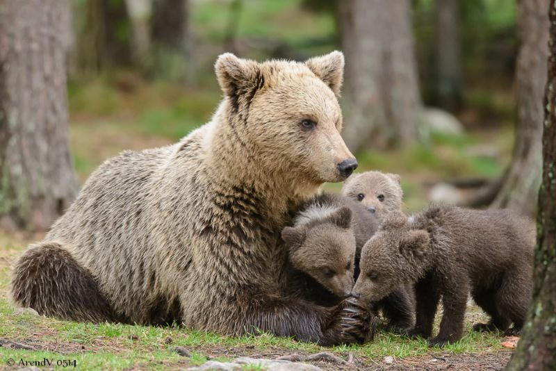 ursa com crias
