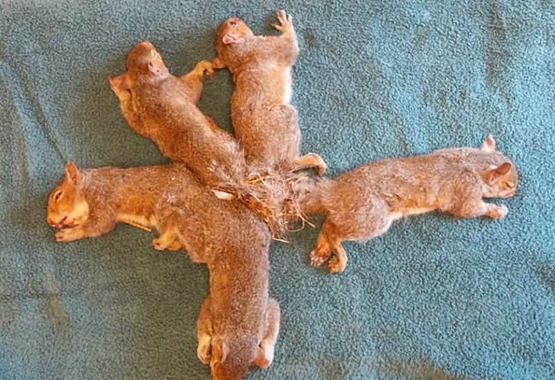 Cinco crias de esquilo encontradas presas umas às outras com plástico