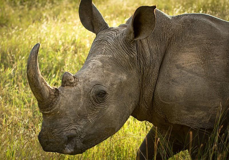 “Os rinocerontes terão certamente desaparecido em vinte anos”
