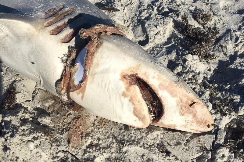 Tubarão dá à costa morto com aba de chapéu de plástico presa à volta da cabeça