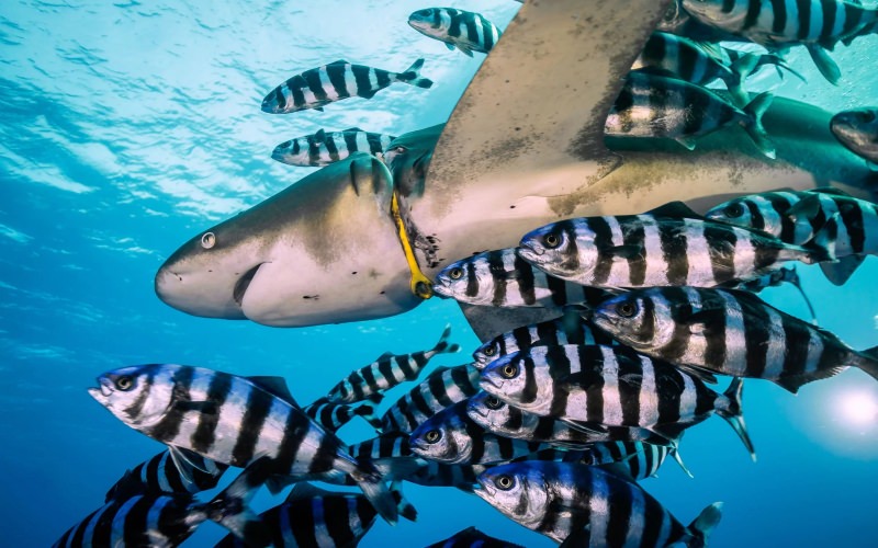 Fotógrafo encontra tubarão a asfixiar no mar com “coleira” de lixo plástico