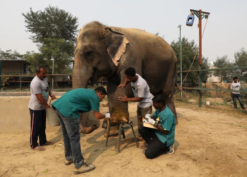 Elefante a ser tratado
