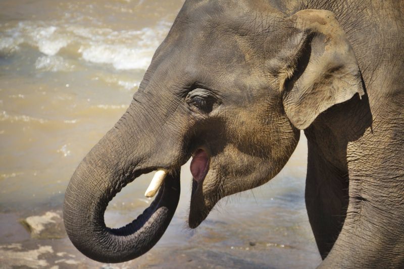 Abriu o primeiro hospital para elefantes da Índia