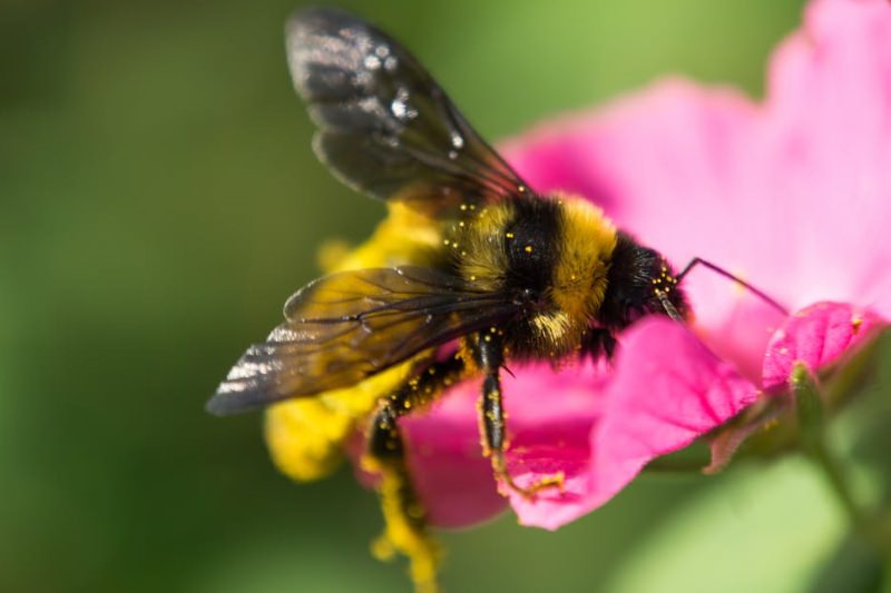 Como Amesterdão está a salvar as suas abelhas com flores silvestres e hotéis de insetos