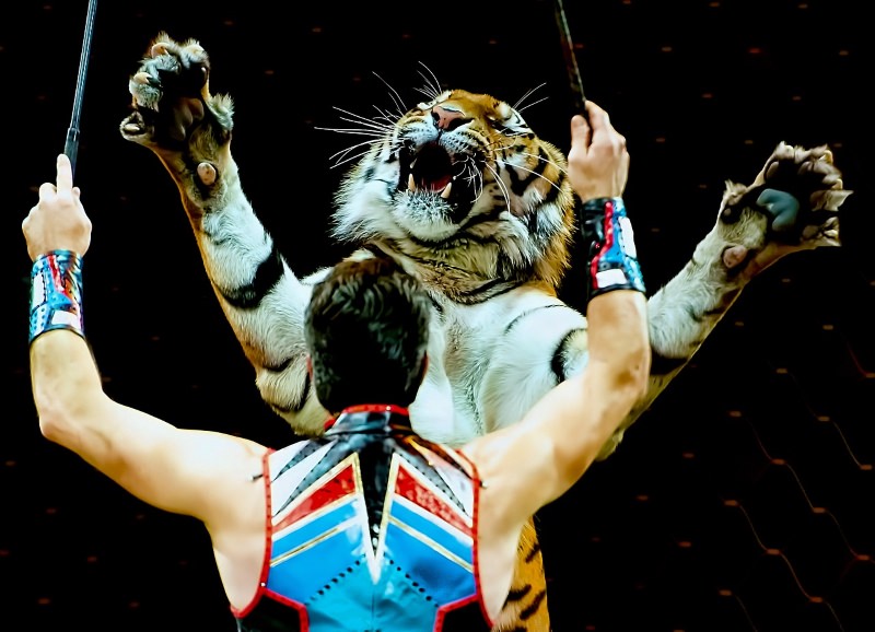 New Jersey torna-se o 1º estado dos EUA a proibir circos com animais selvagens