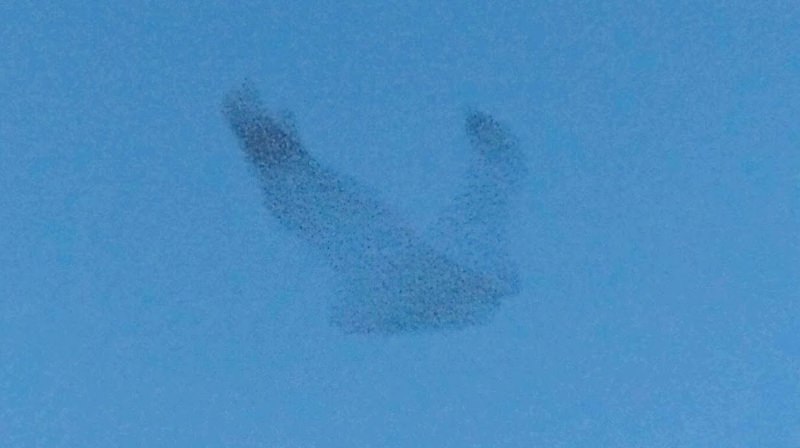 Milhares de estorninhos em voo tomam forma de ave gigante no céu