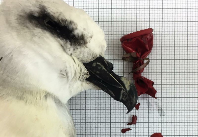 Balões são o lixo marinho mais mortífero para as aves, diz estudo