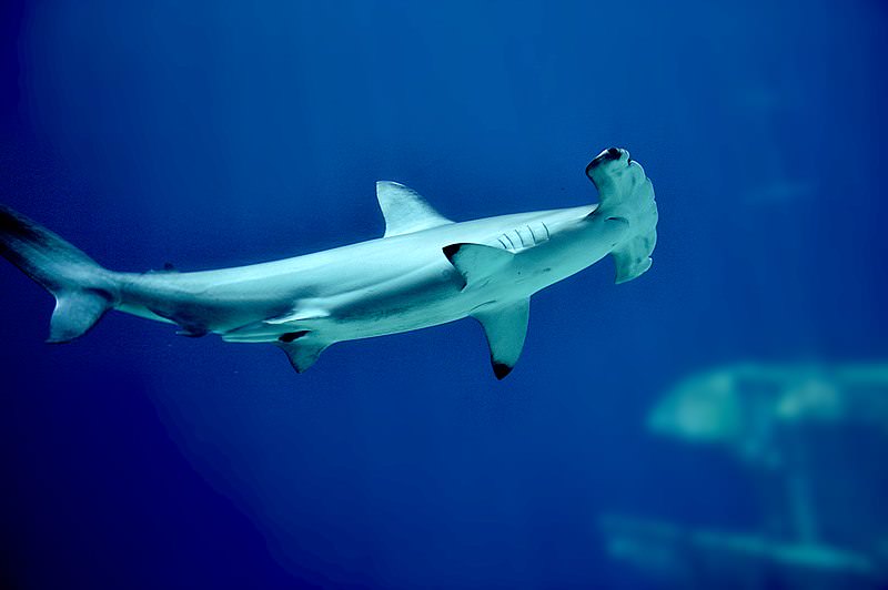 No maior aquário da Europa, todos os 30 tubarões-martelo morreram