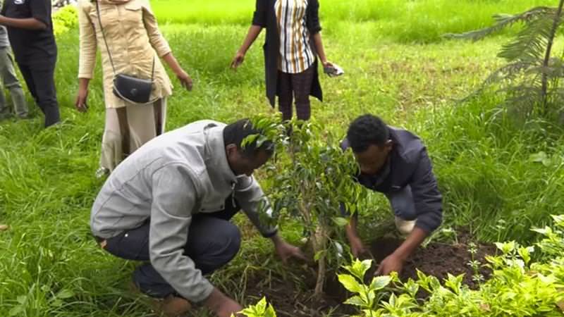 Etiópia plantou 353 milhões de árvores em 12 horas