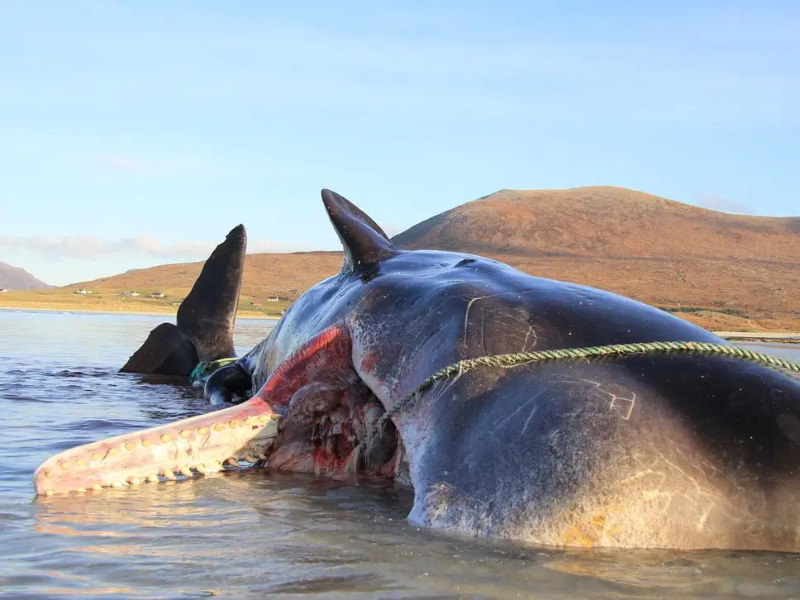 Escócia: baleia encontrada morta com 100 kg de lixo no estômago