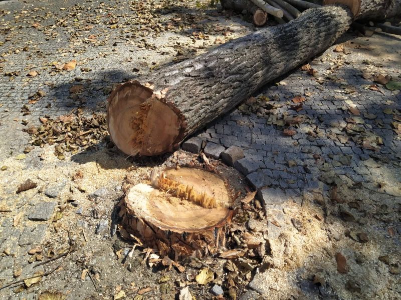 Espinho derruba árvores para construir ciclovia