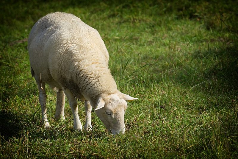 Há ovelhas a pastar em Lisboa