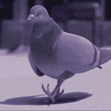 Pombo a dançar