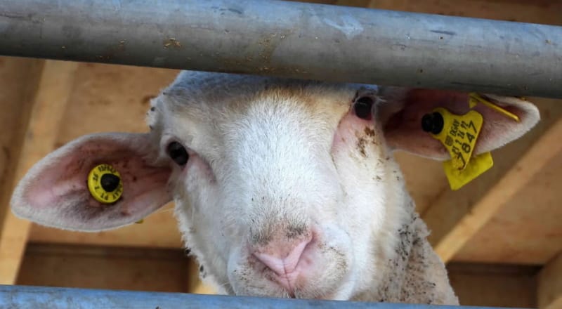 Nova Zelândia proíbe as exportações de animais vivos