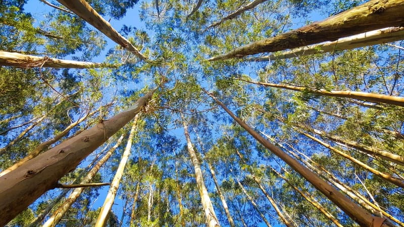 PSD quer acabar com congelamento da plantação de eucaliptos