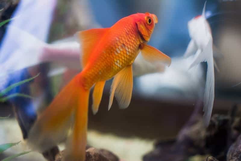 Empresa francesa deixa de vender aquários redondos por “enlouquecerem os peixes”