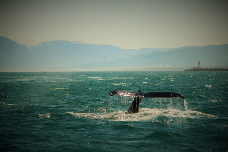 Islândia planeia acabar com a caça à baleia em 2024