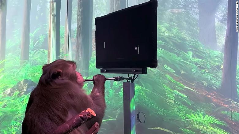 Neuralink de Elon Musk acusada da morte de 16 macacos