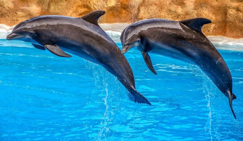 Parque aquático espanhol Aquapolis encerra o seu Delfinário
