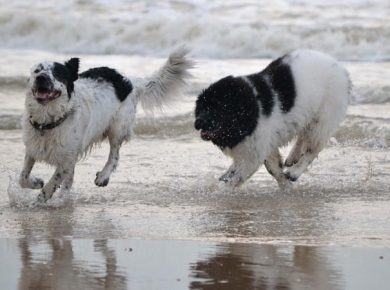 Cães praia