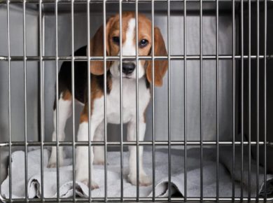 beagle numa jaula