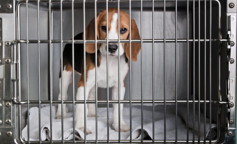 4000 beagles resgatados nos EUA que iam para laboratórios