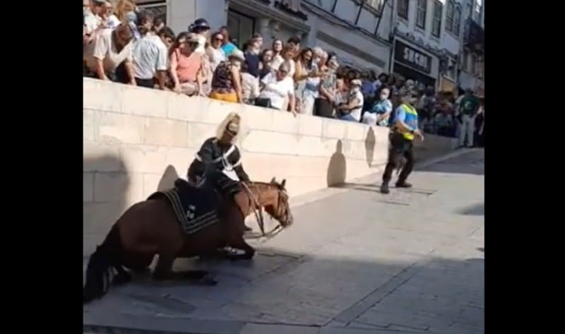 Cavalo escorrega e cai em procissão da Rainha Santa, Coimbra