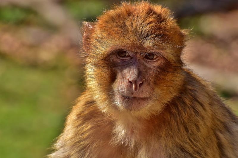 Air France vai parar de transportar macacos para testes em animais
