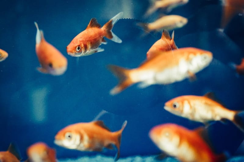 Califórnia pode acabar com testes de toxicidade aquática em peixes