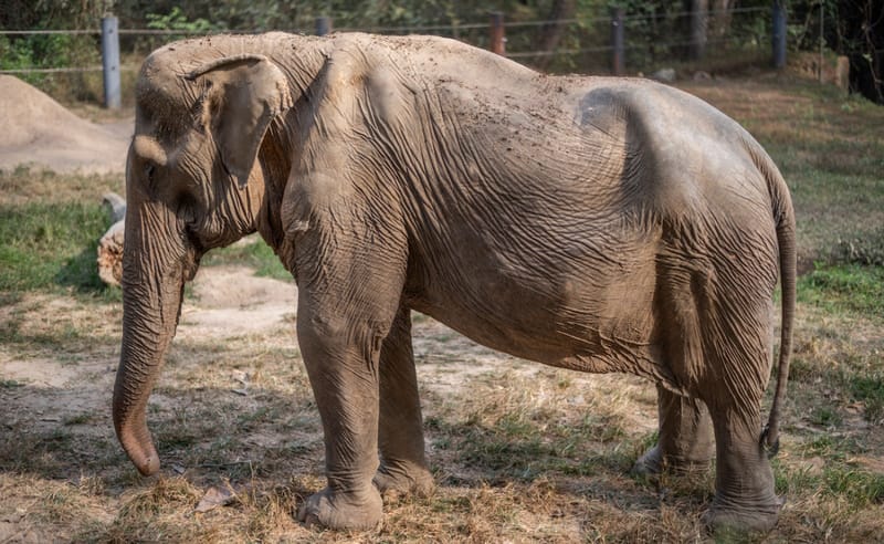 Como fica um elefante que transporta turistas durante 25 anos