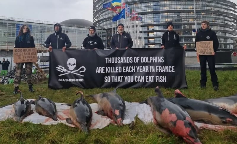 Milhares de golfinhos são mortos todos os anos em França para as pessoas comerem peixe