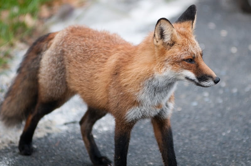 Aprovada nova lei da proibição da caça à raposa na Escócia
