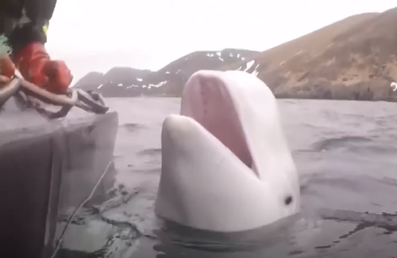 A baleia “espia russa” que apareceu na Noruega